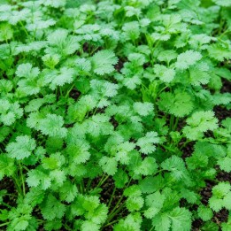 Coriander (Organic) - Seeds