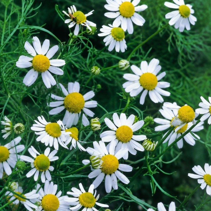 German Chamomile - Seeds