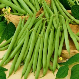 Cannellino Bean - Seeds