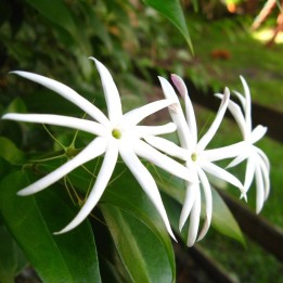 Thai Jasmine - Plant
