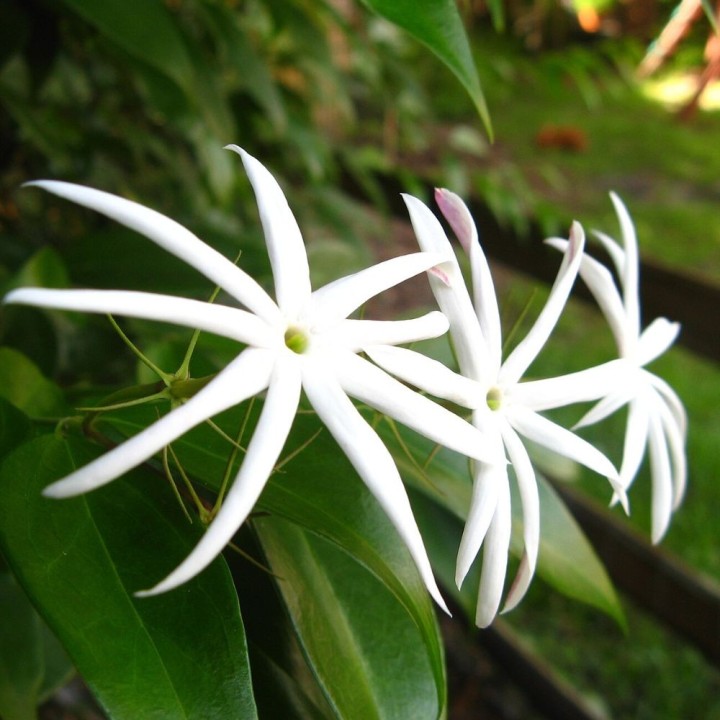 Thai Jasmine - Plant