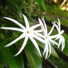 Thai Jasmine - Plant