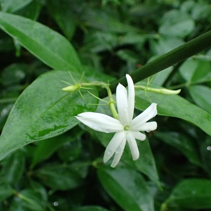 Thai Jasmine - Plant
