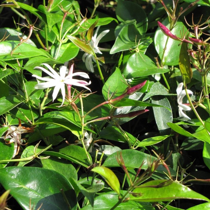 Thai Jasmine - Plant