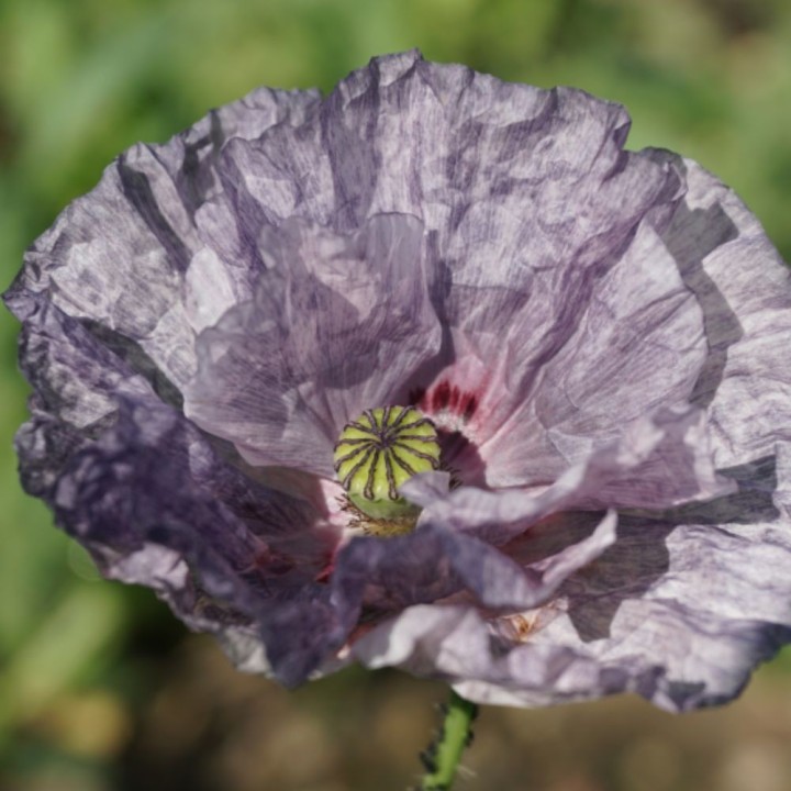 Poppy, Amazing grey - Seeds