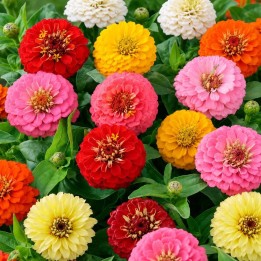 Zinnia, Thumbelina - Seeds