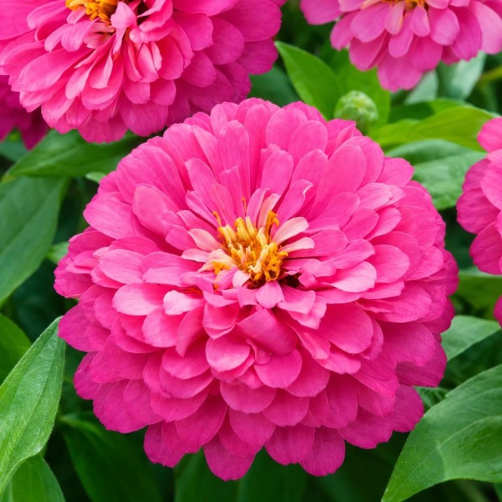 Zinnia, Luminosa - Seeds