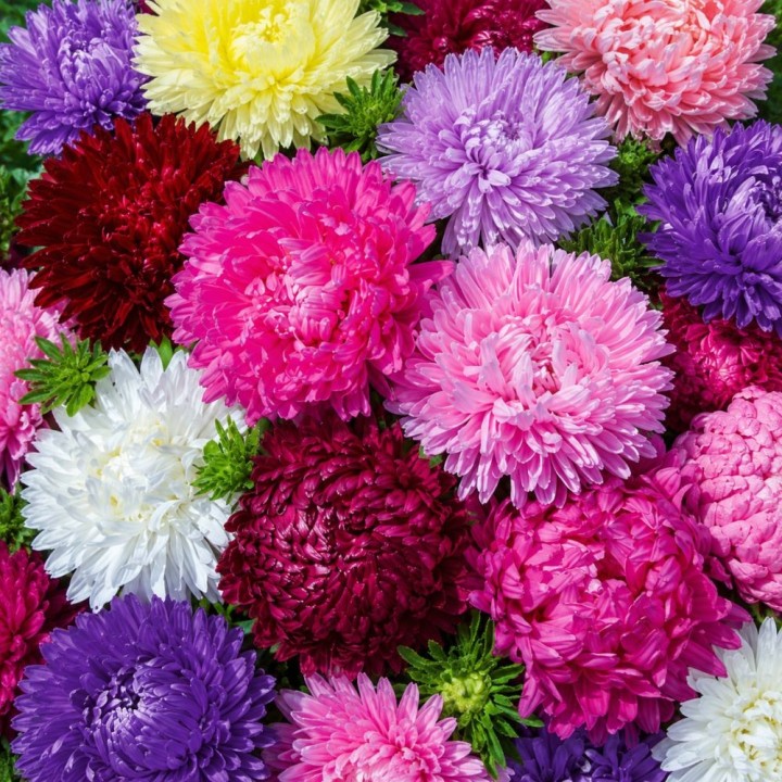 Aster China, Bolero - Seeds