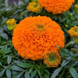 French Marigold, Clinton - Seeds