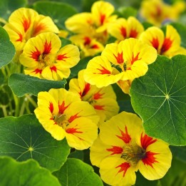 Nasturtium, Peach Melba - Seeds