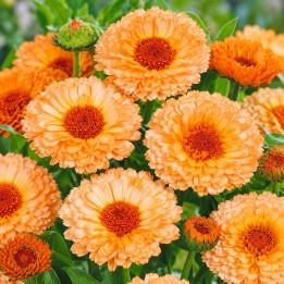 Pot Marigold, Pink surprise - Seeds