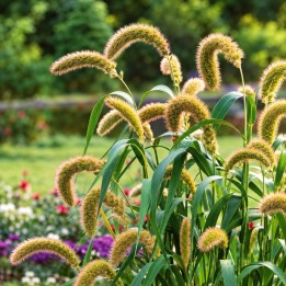 Foxtail Millet - Seeds