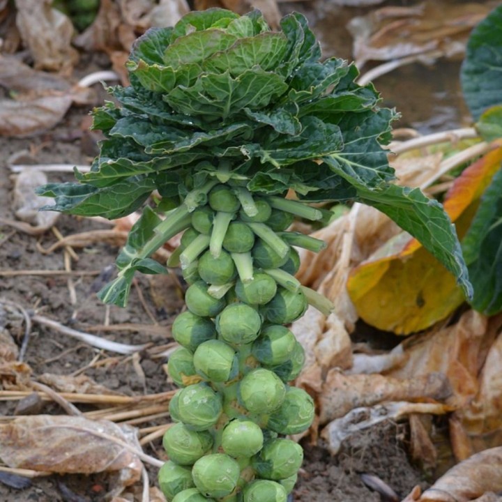 Brussels sprouts, Dolores H - Seeds