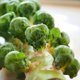 Brussels sprouts, Dolores H - Seeds