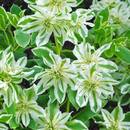 Euphorbia, Mountain Snow - Seeds
