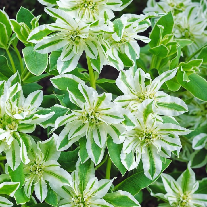 Euphorbia, Mountain Snow - Seeds