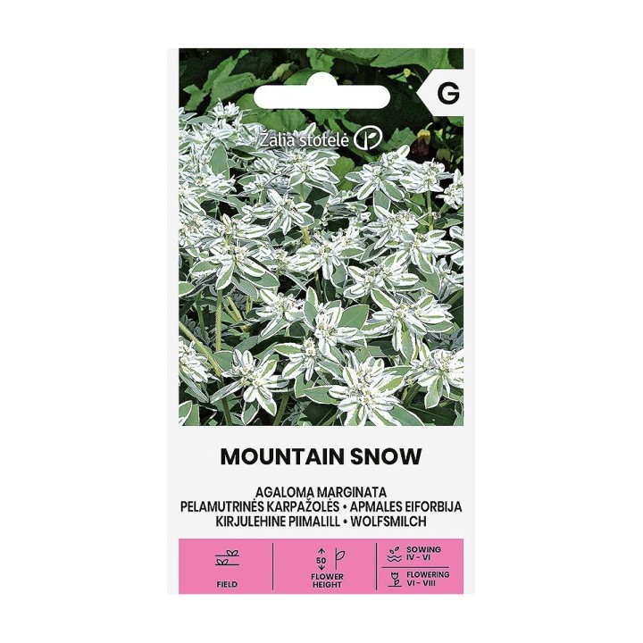 Euphorbia, Mountain Snow - Seeds