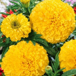French Marigold, Calando lemon - Seeds
