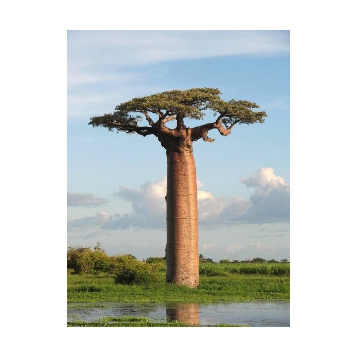 Baobab grandidieri