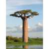 Baobab grandidieri