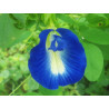 Clitoria ternatea - Sobre 6 semillas