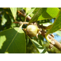 African ebony - 1 plant