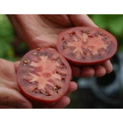 Tomate 'Black Krim'