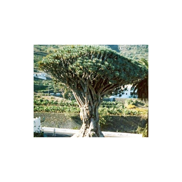 Drago de Canarias
