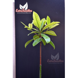 Red mangrove - 1 plant