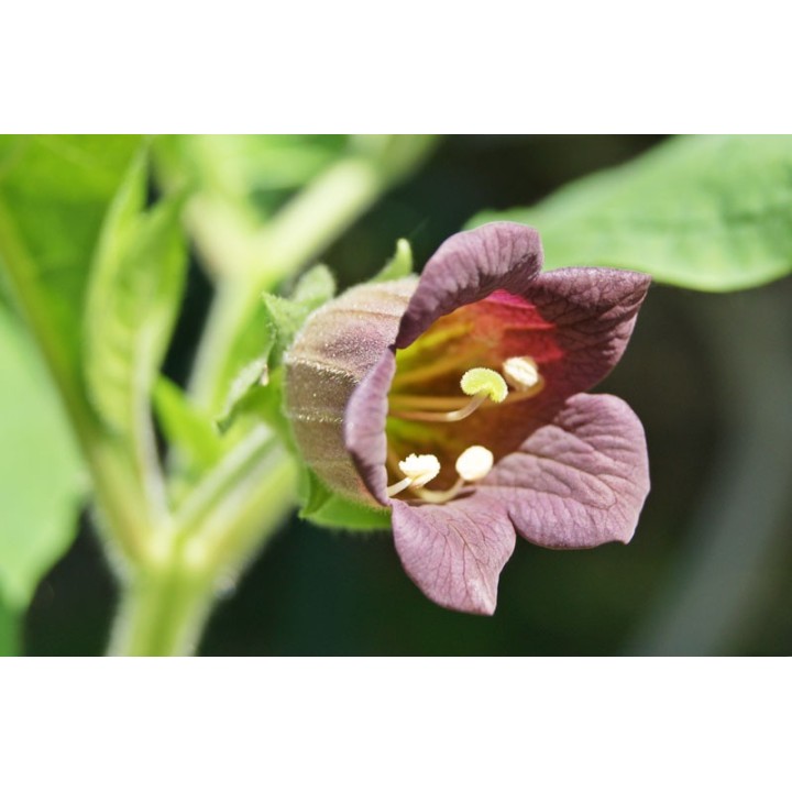 Belladona +100 Stratified Seeds