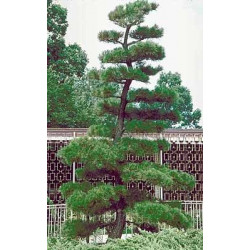 Pino negro Japonés / Pinus Thunbergii - Sobre 15 semillas