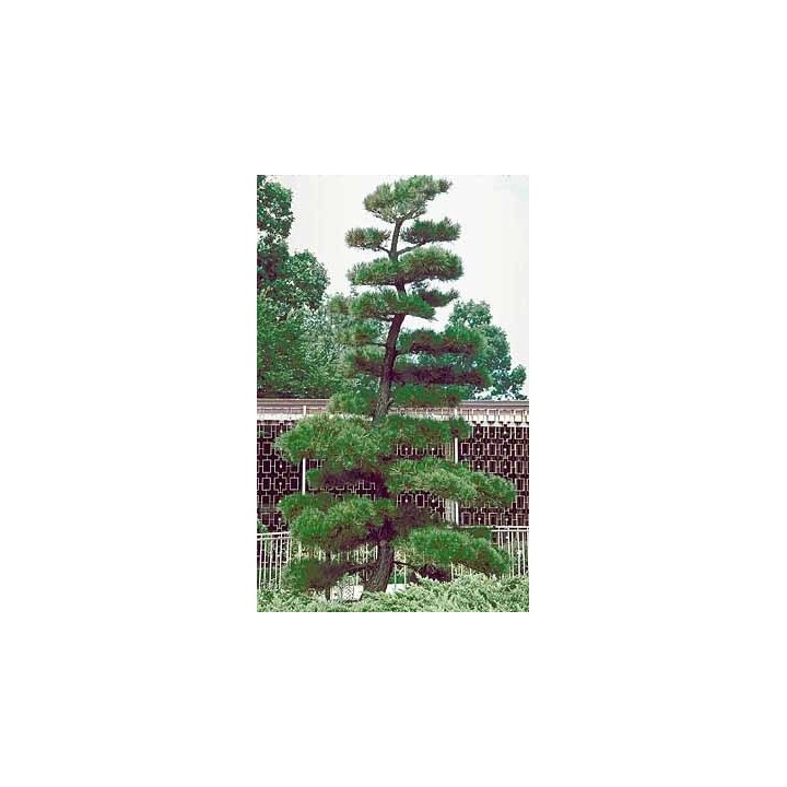Pino negro Japonés / Pinus Thunbergii - Sobre 15 semillas