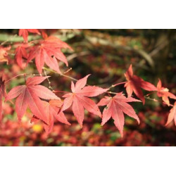 Acer palmatum Japonés - Sobre 20 semillas