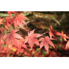 Acer palmatum Japonés - Sobre 20 semillas