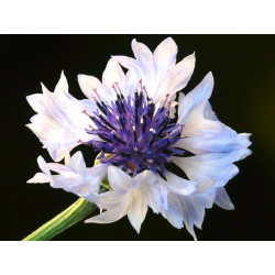 Cornflower, White - 75 seeds