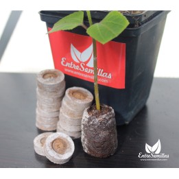 Jiffy Pellets 44mm (10 units)