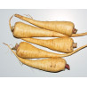 Parsnip - 100 seeds