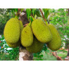 Jackfruit - 1 plant