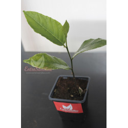 Jackfruit - 1 plant