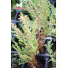 Giant Sequoya - 1 Plant