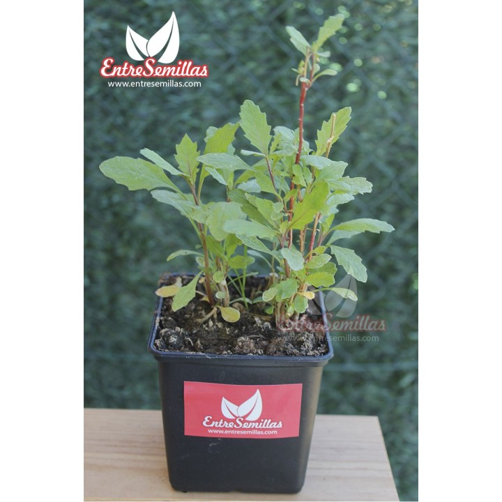 Epazote 'Rojo'