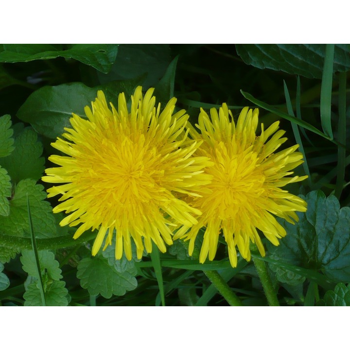 Dandelion - 100 seeds
