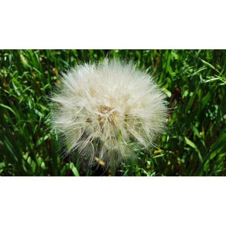 Dandelion - 100 seeds
