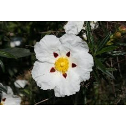 Gum rockrose - 500 seeds