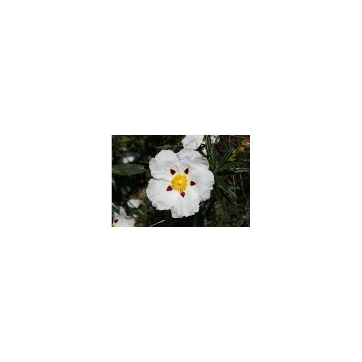Gum rockrose - 300 seeds