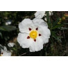 Gum rockrose - 500 seeds