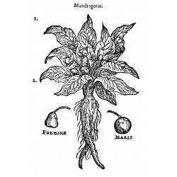 Mandrake - 10 seeds