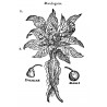 Mandrake - 10 seeds