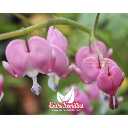 Bleeding heart - 1 plant (Group buying)