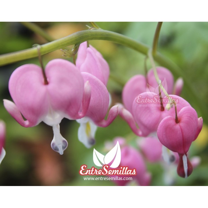 Bleeding heart - 1 plant
